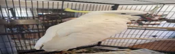 Cockatoo birds for sale: Sulphur crested cockatoo in Nottingham  in Nottingham - Advert 2