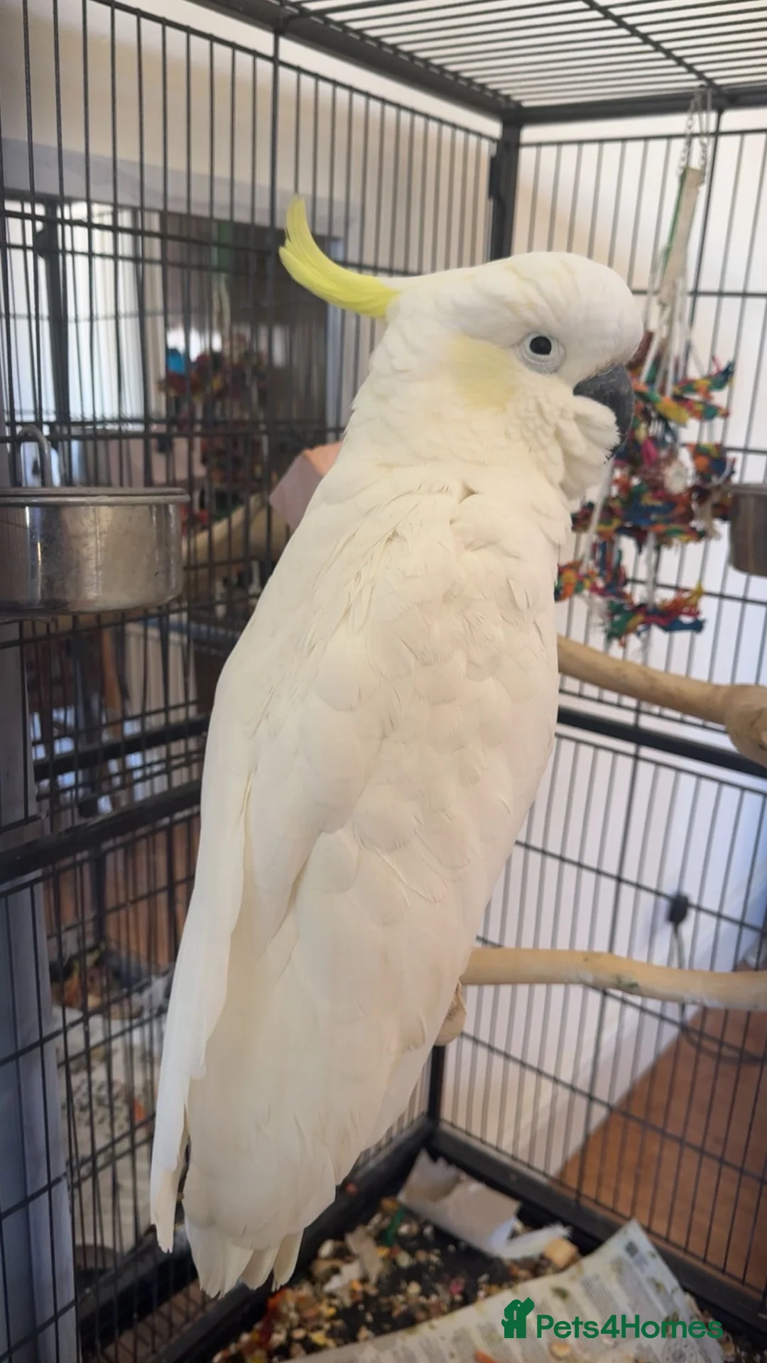 Cockatoo birds for sale: Sulphur crested cockatoo in Nottingham  in Nottingham - Advert 2