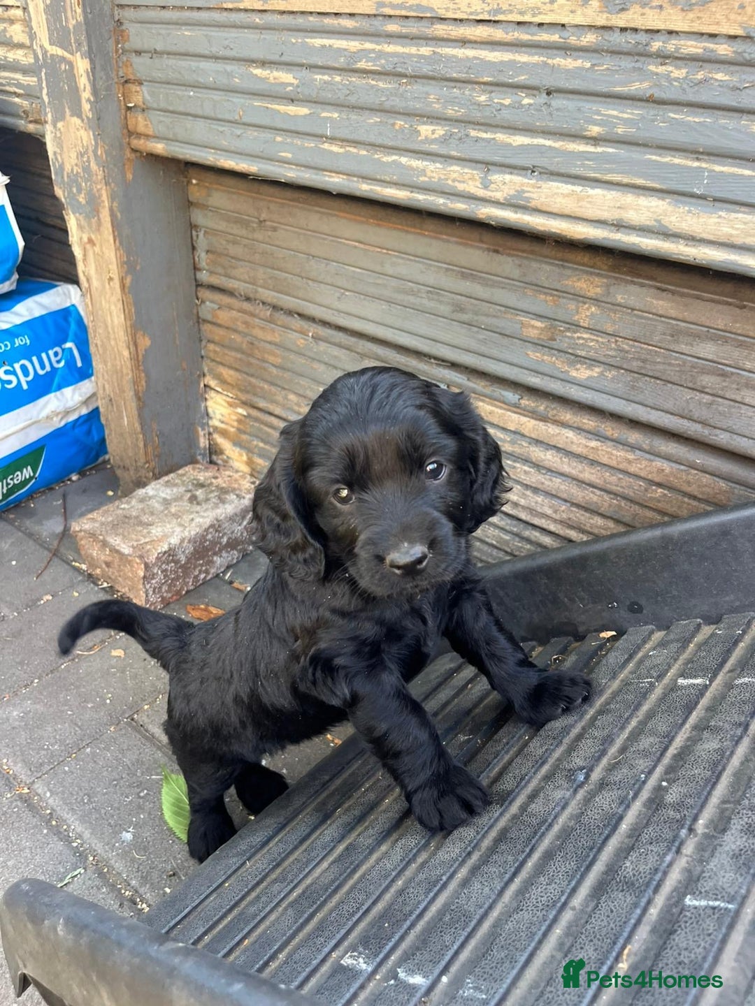 Mixed Breed dogs for sale: Cavapoo x cockapoo puppies in Loughborough - Image 21