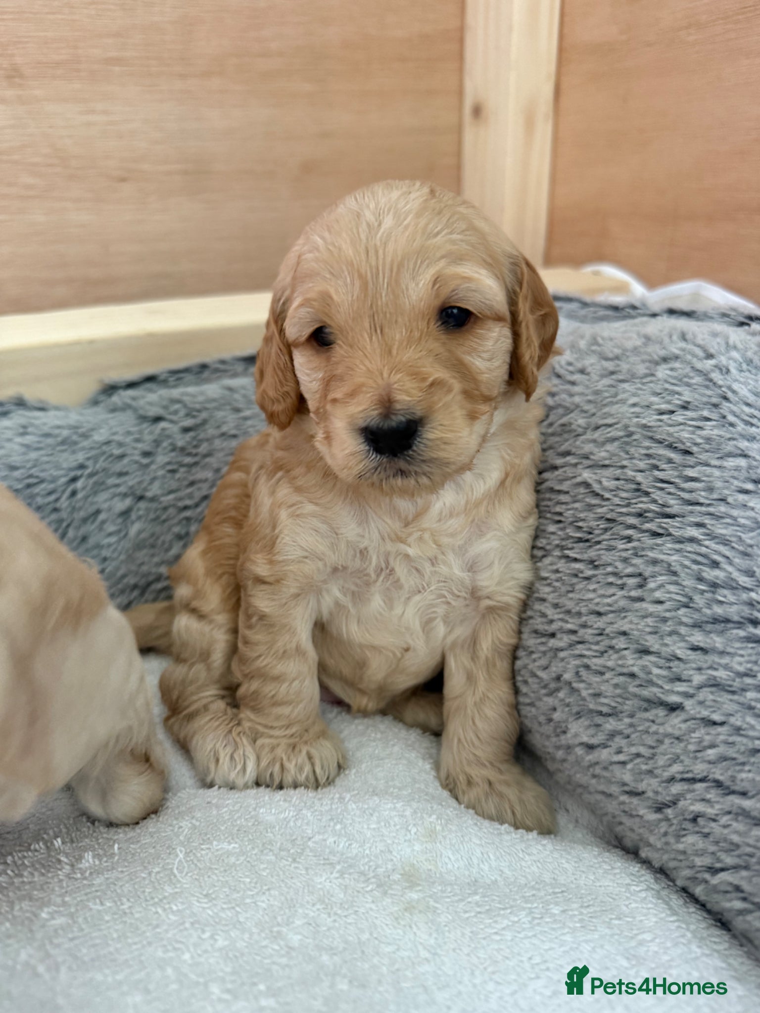 Cockapoo dogs Cockapoo puppies for sale - Advert 12