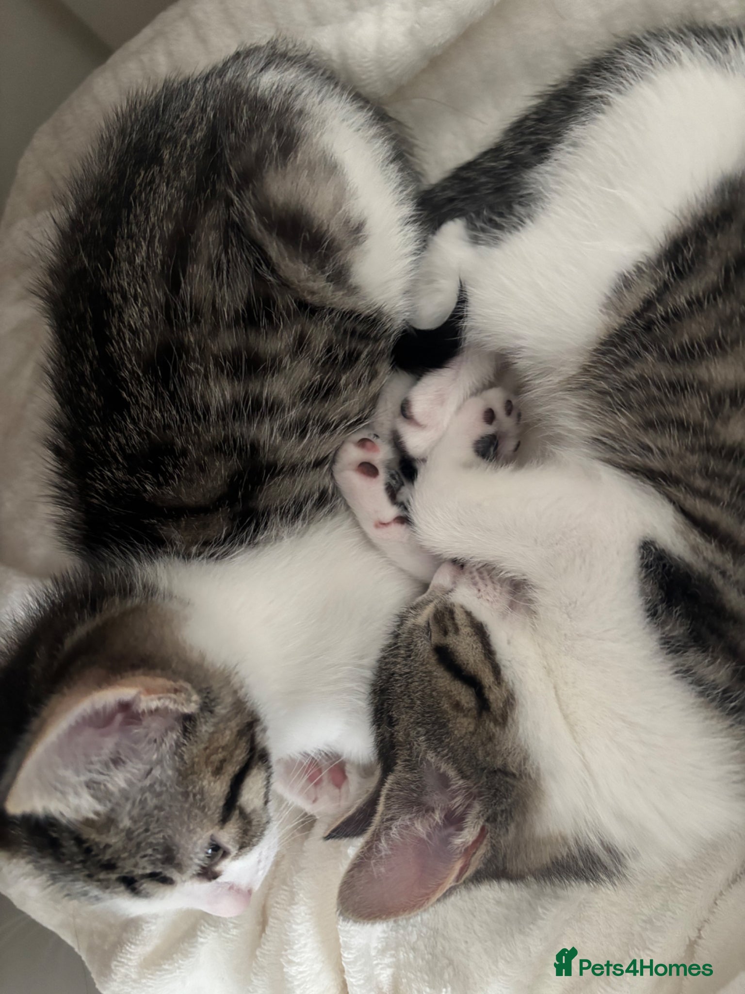 Mixed Breed cats Male kitten  - Advert 1