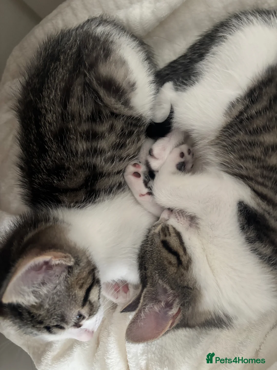 Mixed Breed cats for sale: Male kitten  - Advert 1