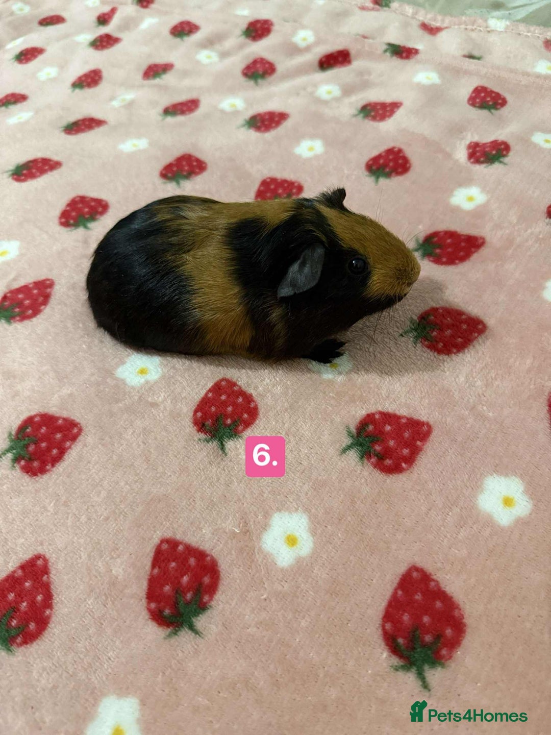 Guinea Pig rodents for sale: Baby guinea pigs for sale girls and boys  - Advert 6