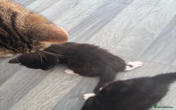 Domestic Shorthair cats for sale: Black and white kittens for sale in Manchester  - Image 13