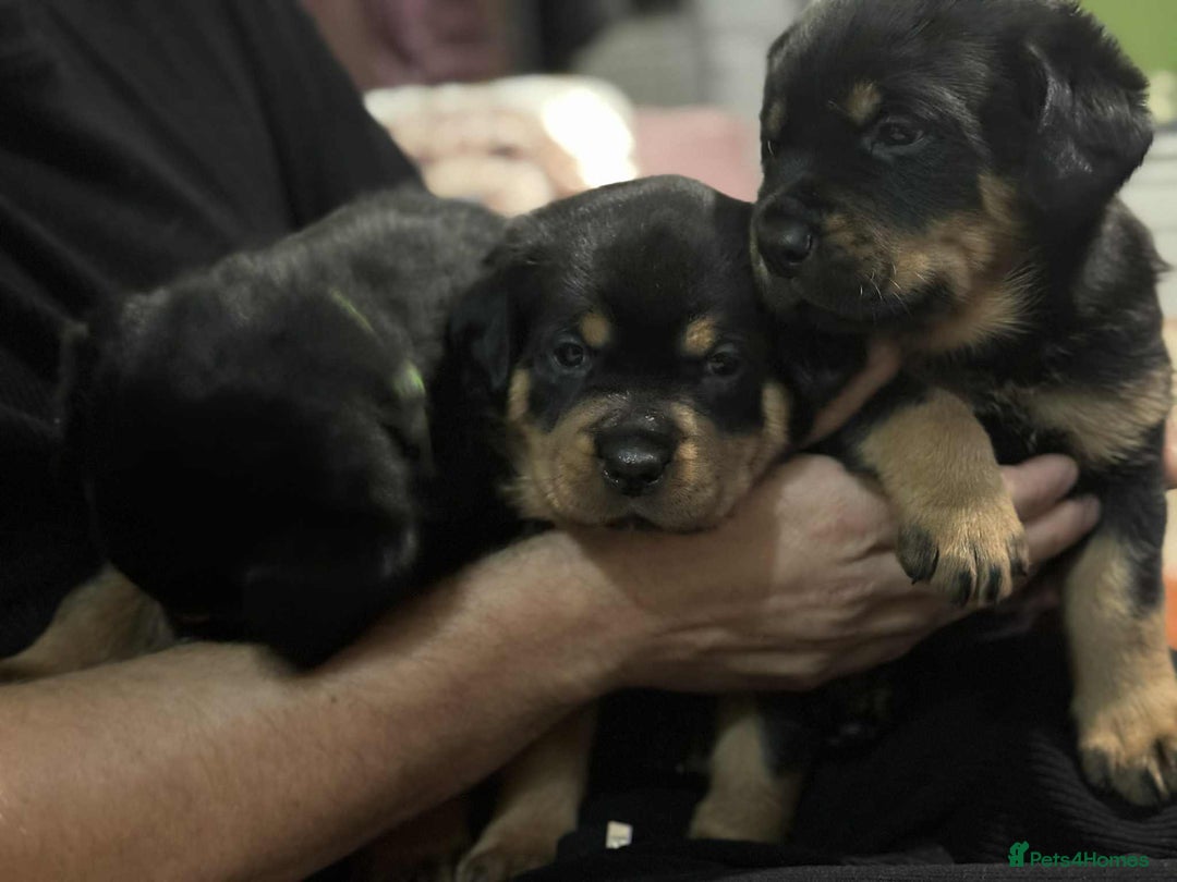 Rottweiler dogs for sale: Beautiful Rottweiler puppies  - Image 10