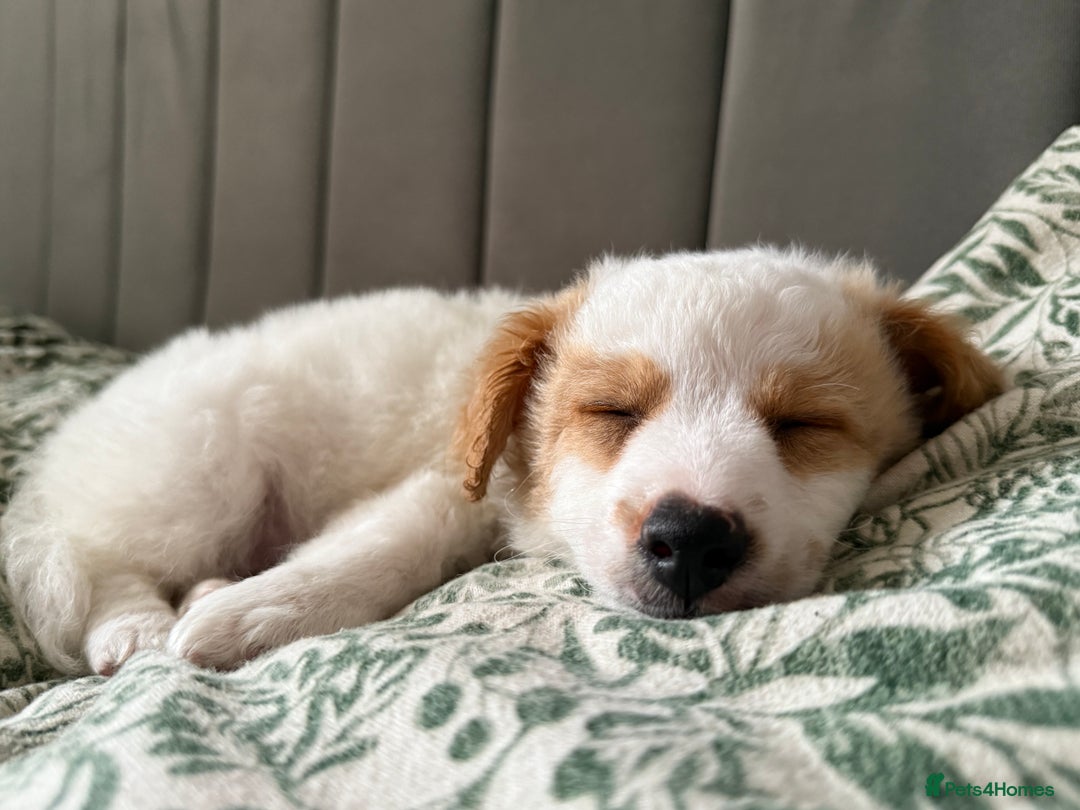 Jackapoo dogs for sale: Jackpoo pup for rehome  - Image 1