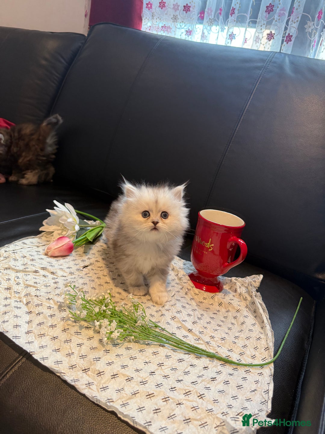 Ragdoll cats for sale: 🐾Fluffy Little Dreamers Are Here!🐈 - Image 10