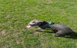 Staffordshire Bull Terrier dogs for sale: Blue female staff for sale  - Image 30
