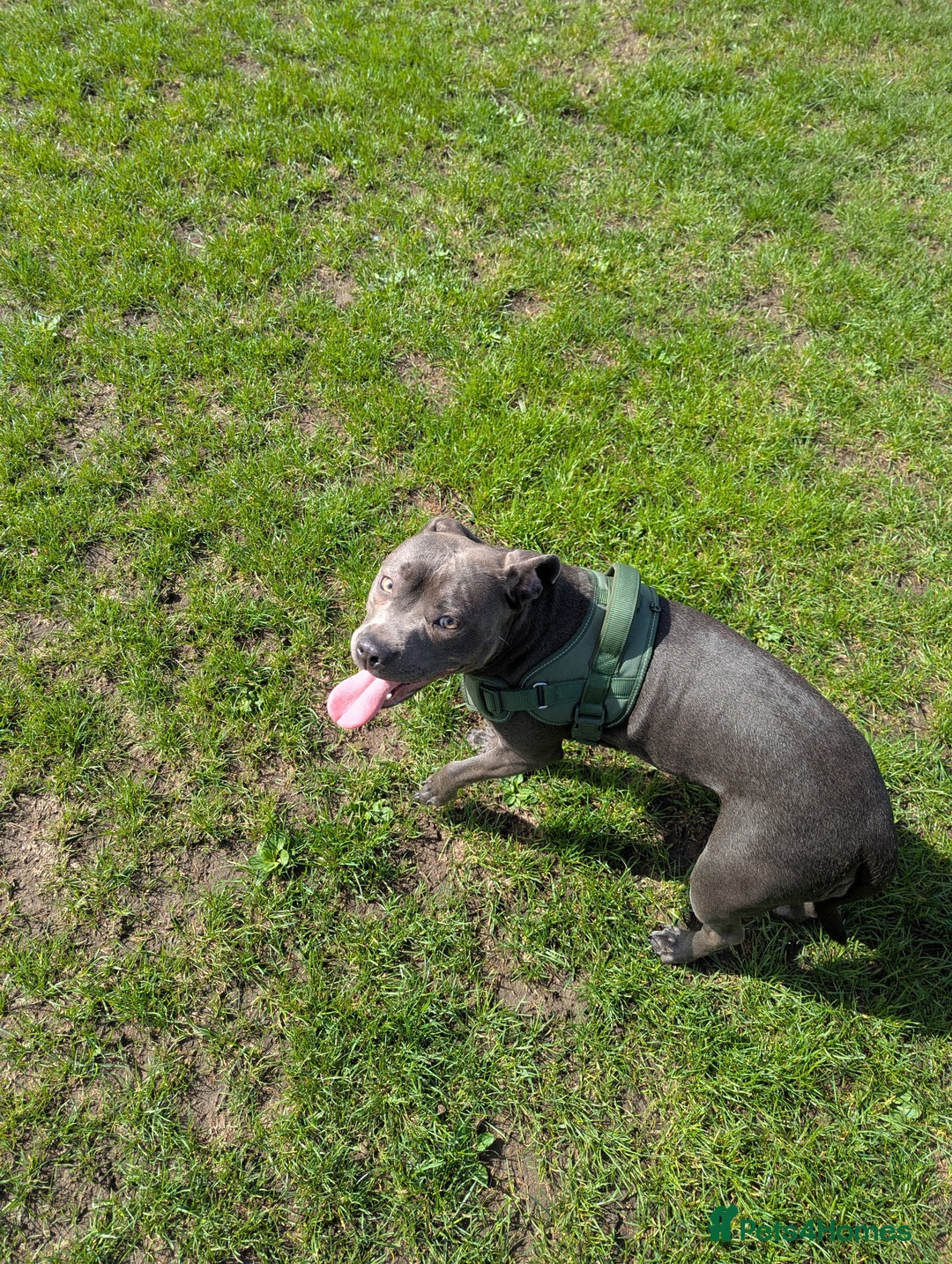 Staffordshire Bull Terrier dogs for sale: Blue female staff for sale  - Image 30