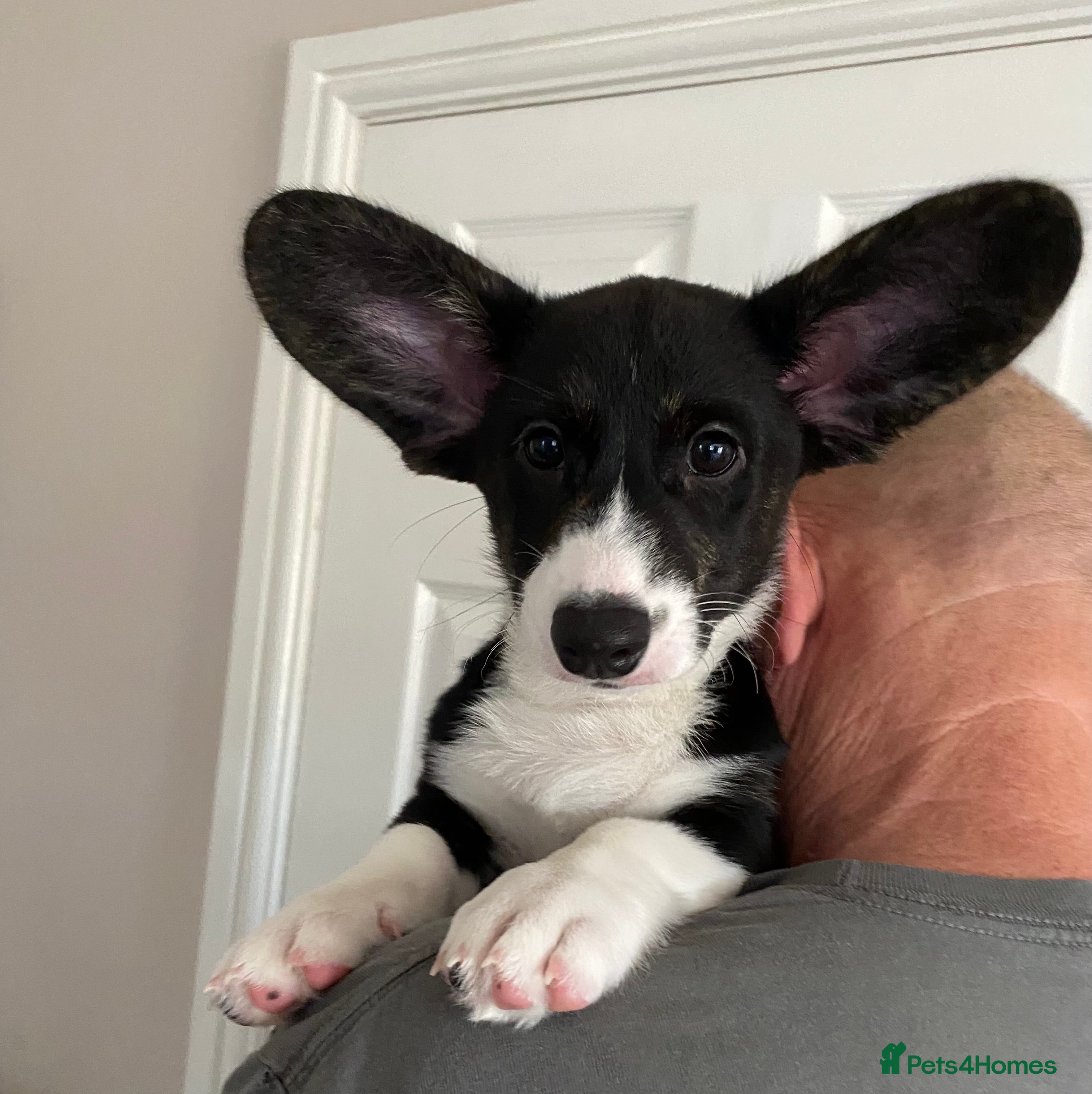 Welsh Corgi Cardigan dogs WELSH CARDIGAN CORGI FEMALE READY NOW - Advert 2