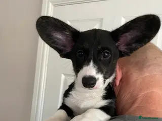 Welsh Corgi Cardigan dogs WELSH CARDIGAN CORGI FEMALE READY NOW - Advert 2