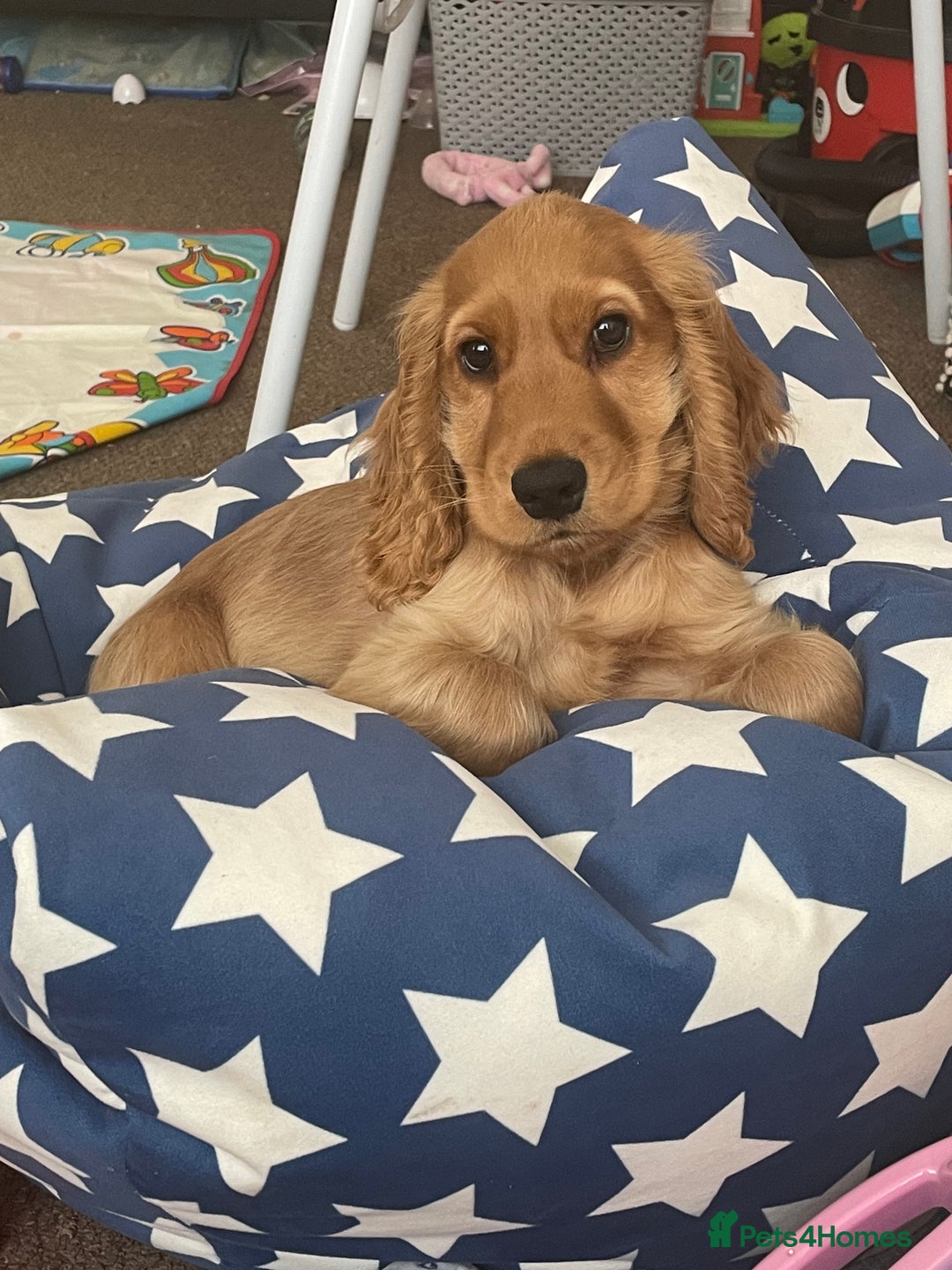Cocker Spaniel dogs for sale: 17 week old male show cocker spaniel  - Image 2