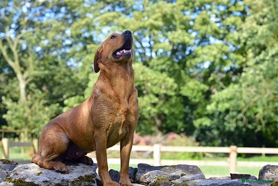 Labrador Retriever dogs for sale: Kennel club registered Labrador puppies  in York - Advert 2