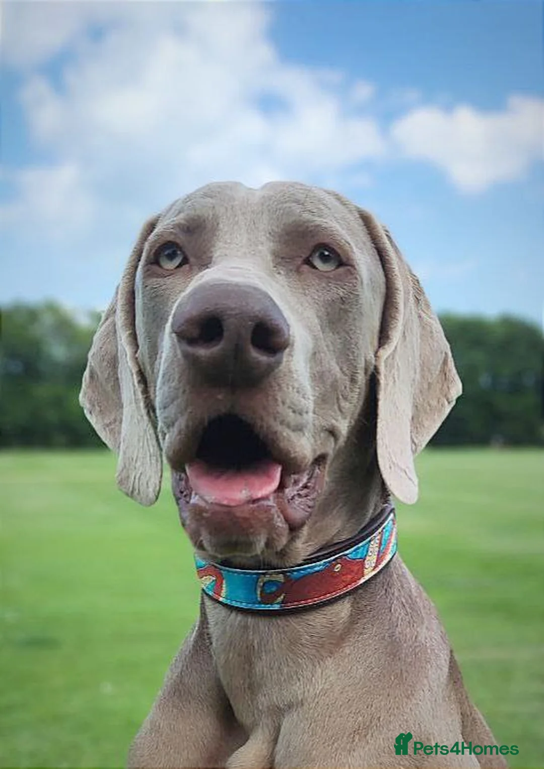 Weimaraner dogs for stud: 🌟Superb🌟Proven🌟Hip Scored🌟KC in Woodbridge - Advert 27