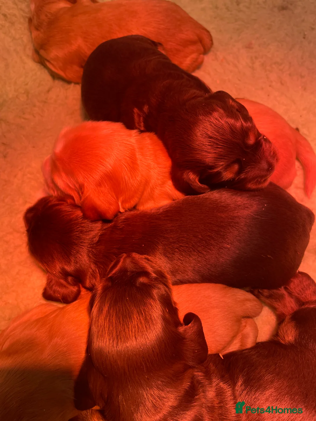 Cocker Spaniel dogs for stud: 🧡🧡 KC REG Stud Orange Roan Show Cocker Spaniel in Northallerton - Advert 5
