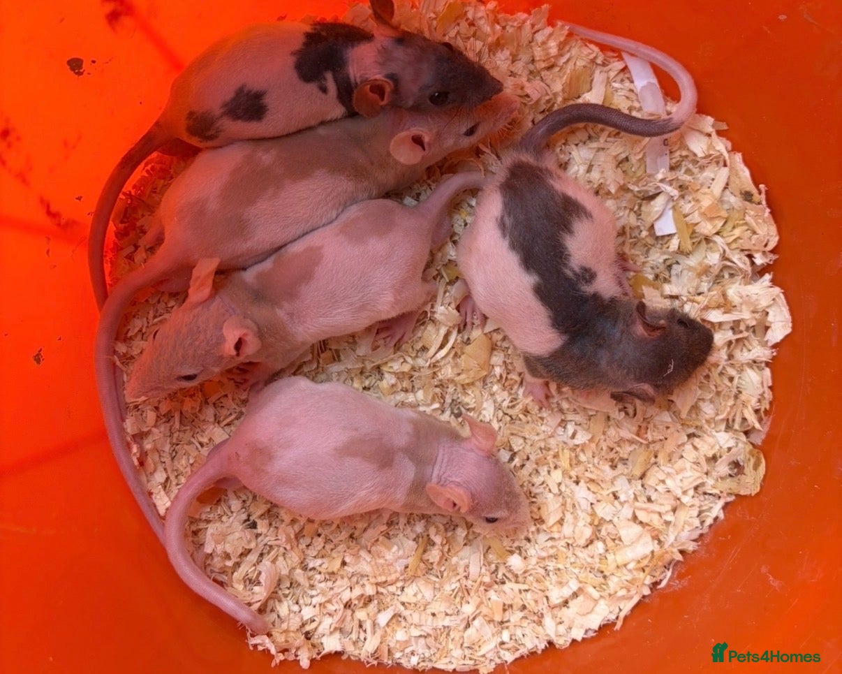 Rat rodents Baby rats 6 weeks to 8weeks old  - Advert 1