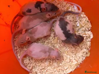 Rat rodents Baby rats 6 weeks to 8weeks old - Advert 1