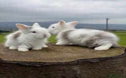 Lionhead rabbits for sale: Beautiful Double Maned Lionheads  in Burnley - Image 3