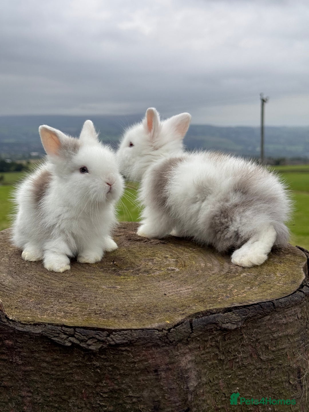 Lionhead rabbits for sale: Beautiful Double Maned Lionheads  in Burnley - Image 3