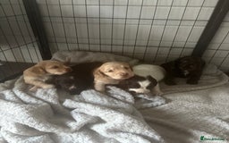 Cocker Spaniel dogs for sale: KC FTCH working cocker spaniel puppy’s  - Image 9