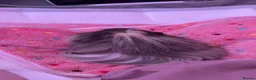 Guinea Pig rodents for sale: 1 long hair sow - Advert 1
