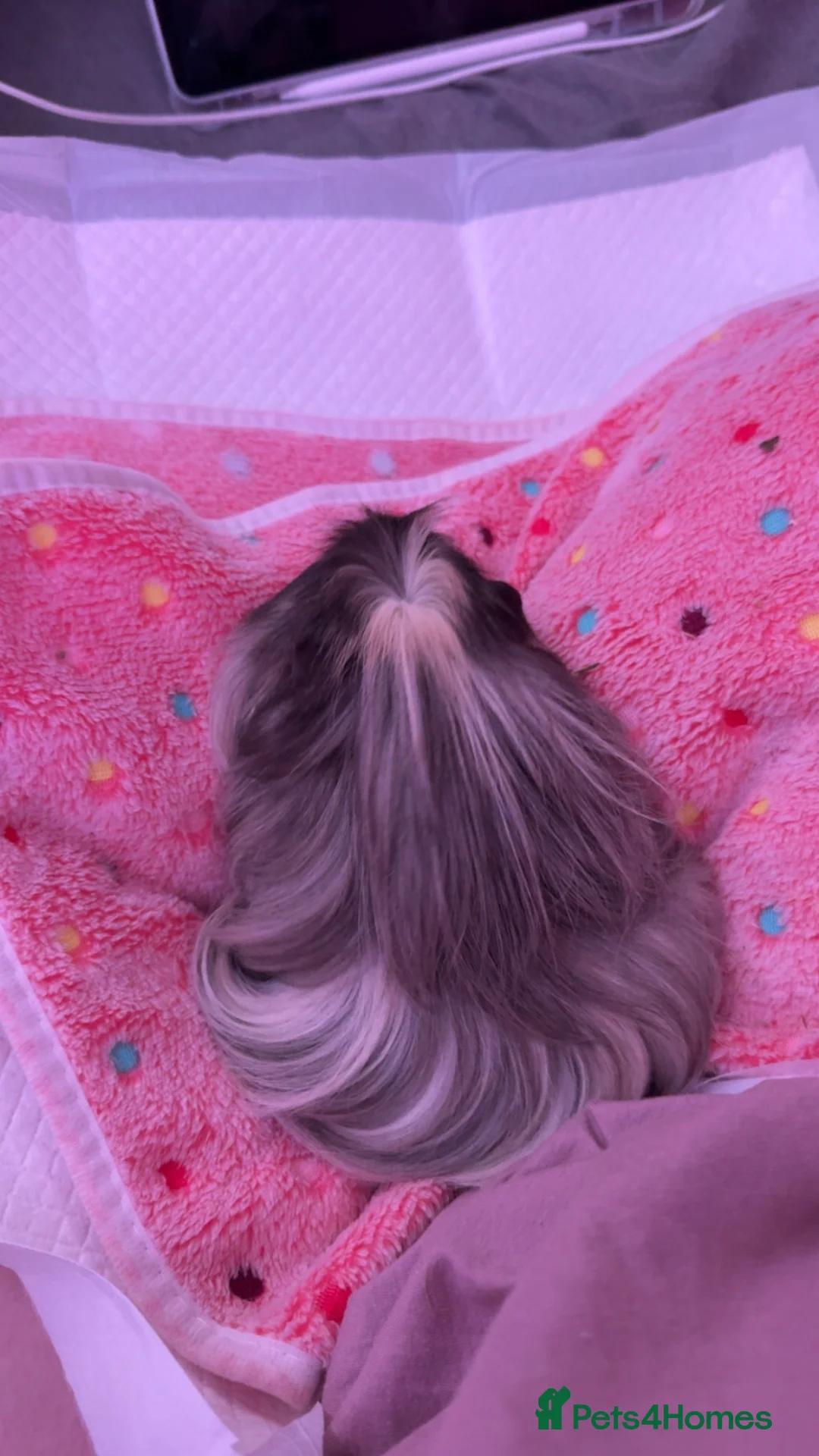 Guinea Pig rodents for sale: 1 long hair sow - Advert 1