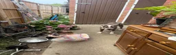 Mixed Breed dogs for sale: Female boxer in Trowbridge - Advert 5