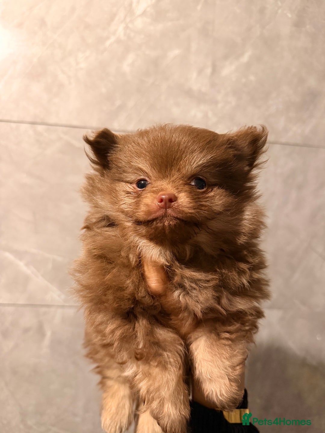 Pomeranian dogs for sale: Micro poms   - Advert 8