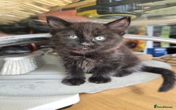 Norwegian Forest Cat cats for sale: Brown Norwegian Forest Cats  in Coventry - Image 7