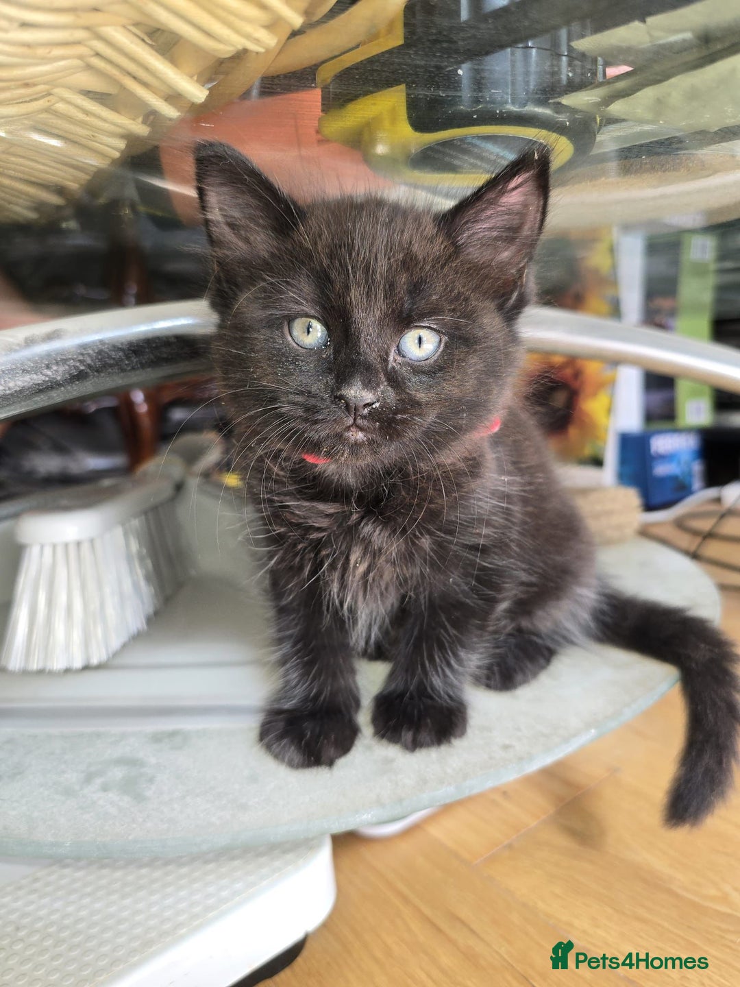 Norwegian Forest Cat cats for sale: Brown Norwegian Forest Cats  in Coventry - Image 7