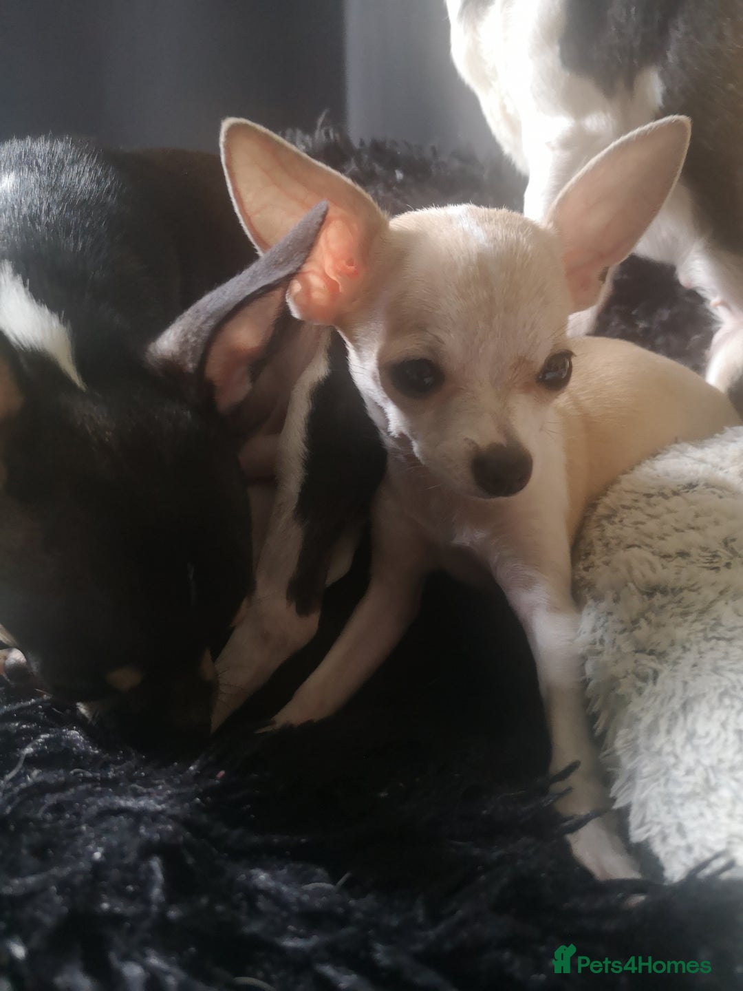 Chihuahua dogs for sale: Gorgeous tiny chibuahuas - Image 6