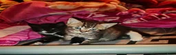 Mixed Breed cats for sale: 9 beautiful kittens for sale  - Advert 7