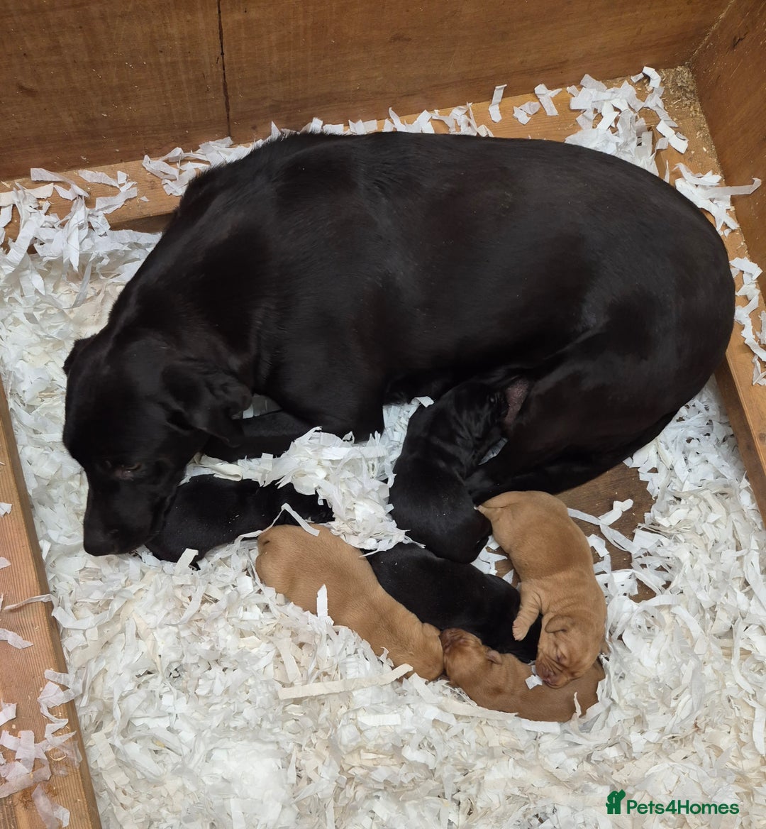 Labrador Retriever dogs for sale: Labrador Puppies - Advert 5