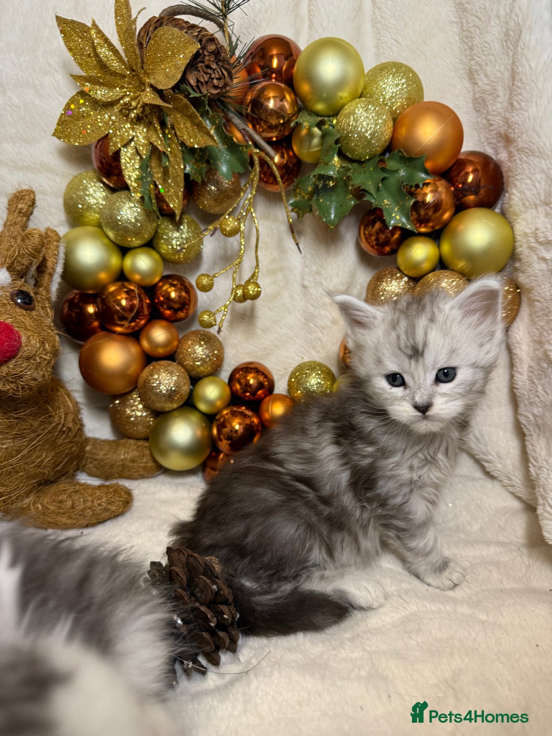 Maine Coon cats for sale: 🏅❤️Champ blood beautiful Mainecoone kittens 🏅 - Advert 3