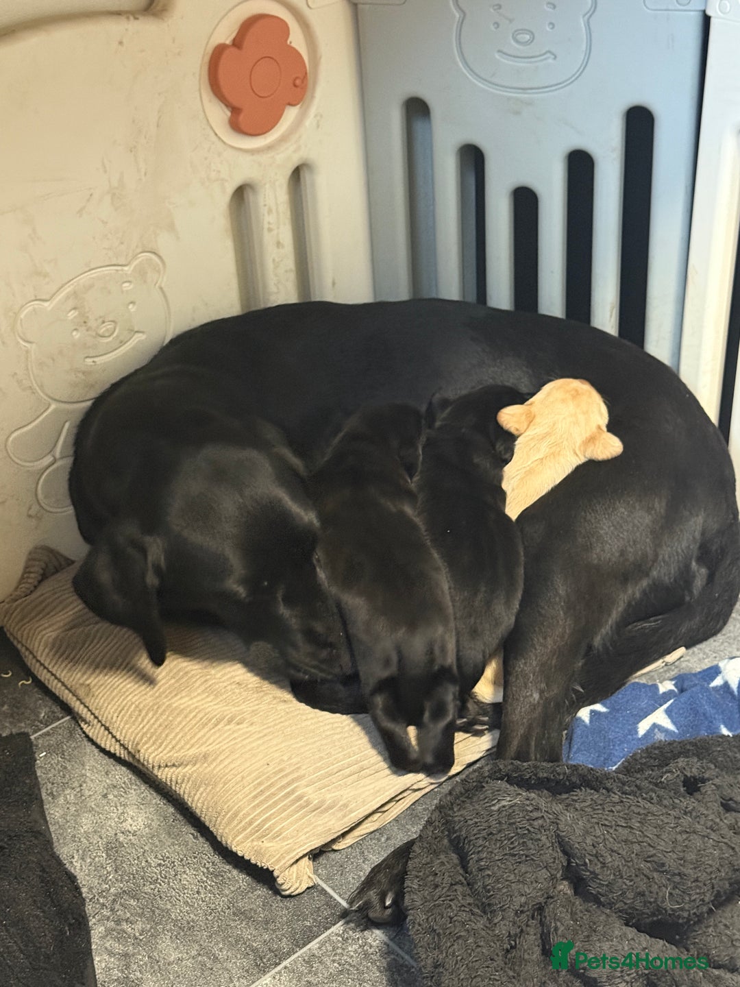 Labrador Retriever dogs for sale: Labrador puppies ready to go now Last pup left  - Advert 1