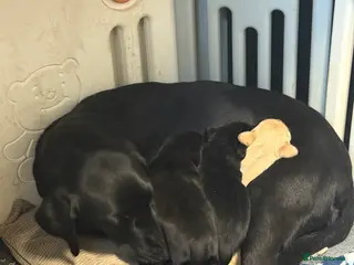 Labrador Retriever dogs Labrador puppies ready to go now Last pup left - Advert 9