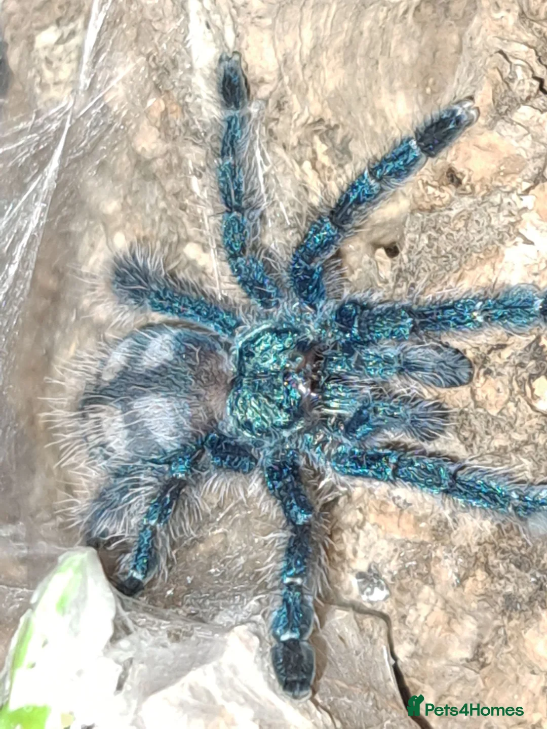 Tarantulas invertebrates for sale: Collection of tarantulas & equipment for new home  - Advert 1