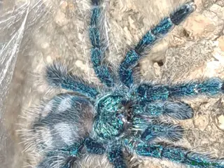 Tarantulas invertebrates Collection of tarantulas & equipment for new home - Advert 1