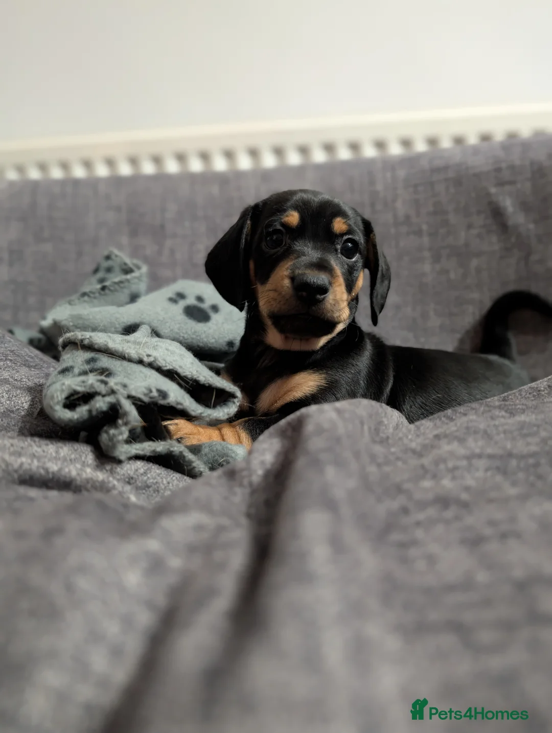 Mixed Breed dogs for sale: Dachshund cross pug puppies in Huddersfield - Advert 10