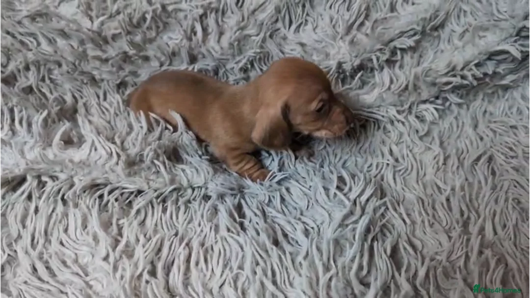 Miniature Dachshund dogs for sale: Mini Dachshund Puppies KC Ready start of March 🐾 - Advert 32