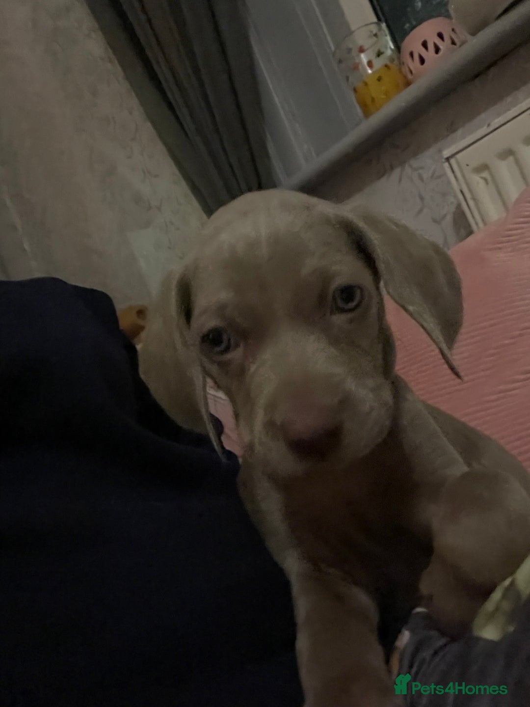 Weimaraner dogs for sale: KC registered Silver puppies - Advert 13