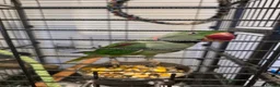 Parrots birds for sale: Parrot in Mitcham - Advert 2