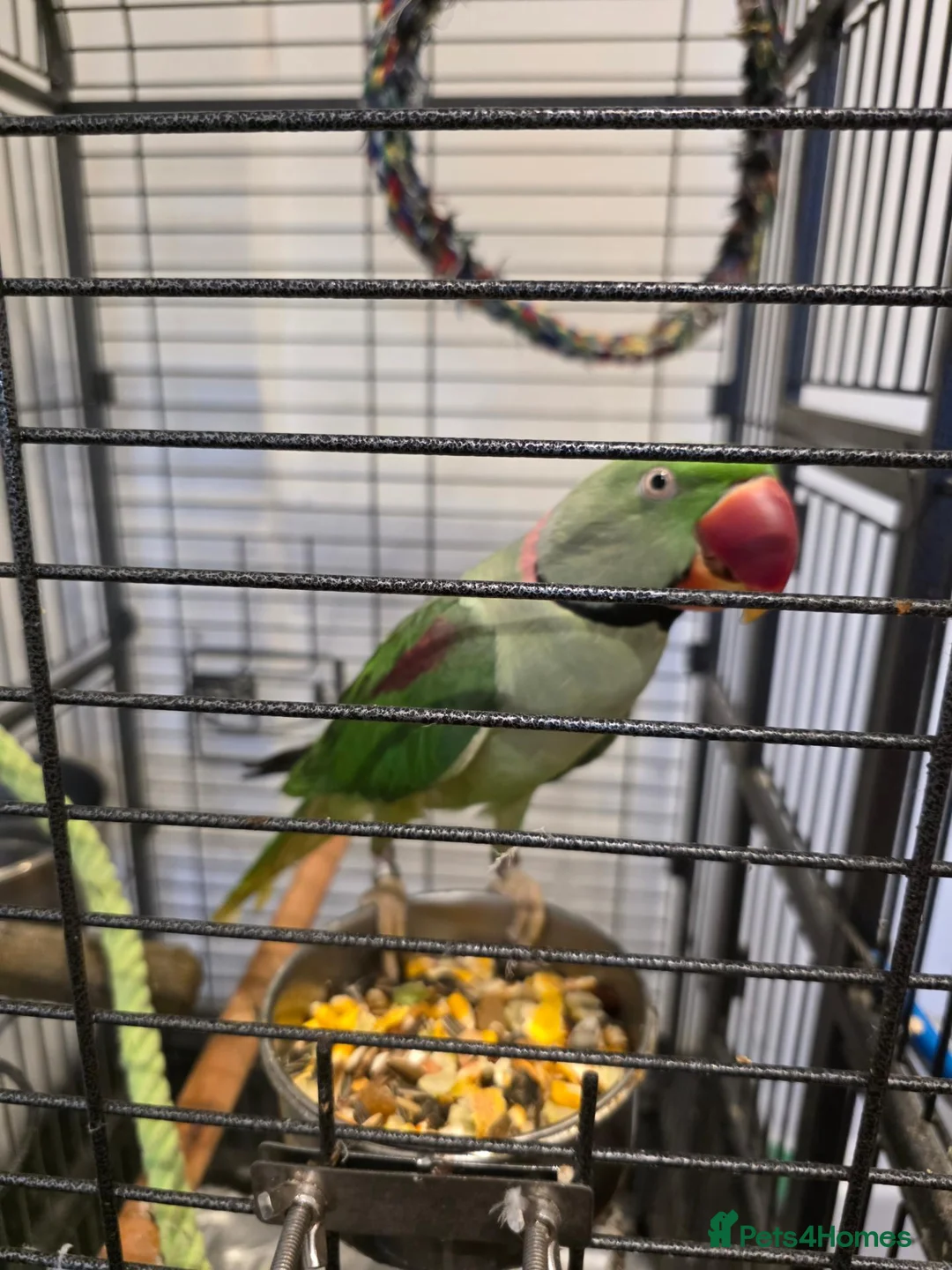 Parrots birds for sale: Parrot in Mitcham - Advert 2