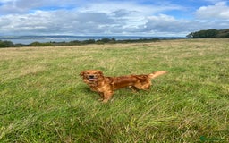 Golden Retriever dogs for stud: Fox red retriever for stud - IKC registered  - Image 11