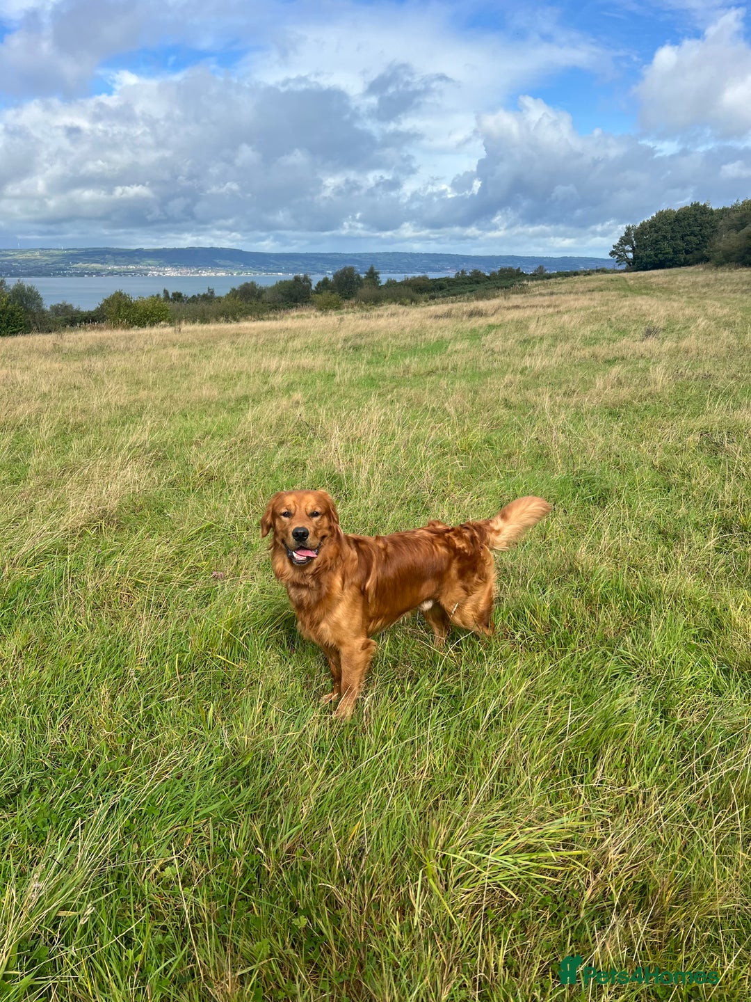 Golden Retriever dogs for stud: Fox red retriever for stud - IKC registered  - Image 11