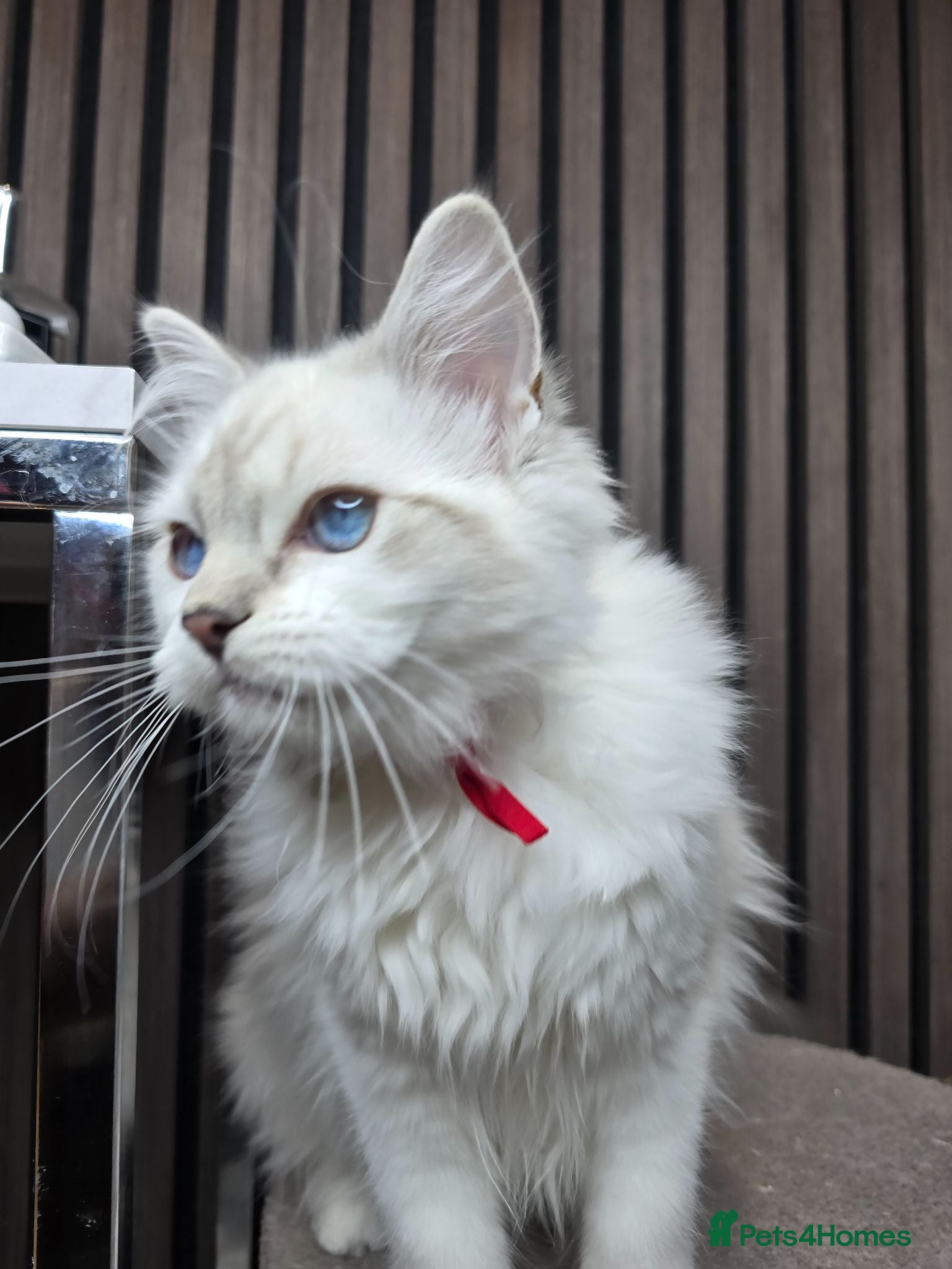 Ragdoll cats TICA Registered Pedigree Ragdoll Kittens  - Advert 9