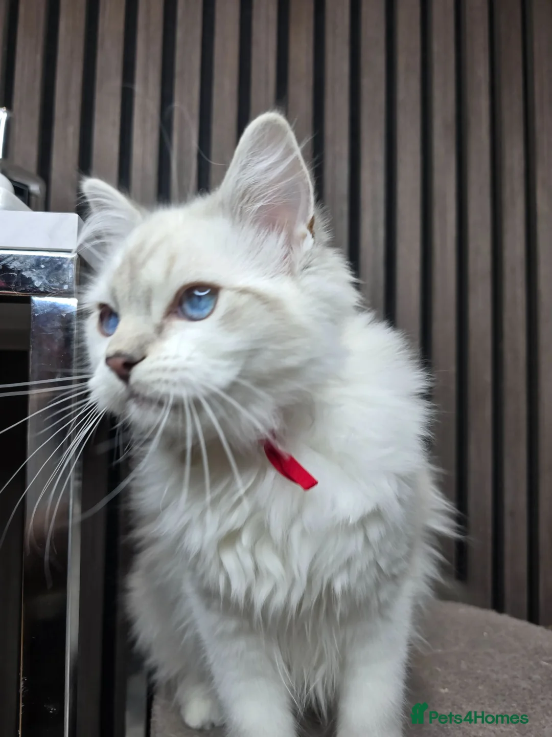 Ragdoll cats for sale: TICA Registered Pedigree Ragdoll Kittens  - Advert 1