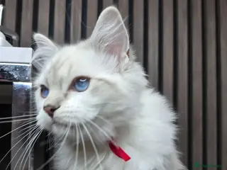 Ragdoll cats TICA Registered Pedigree Ragdoll Kittens - Advert 2