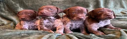 German Shorthaired Pointer dogs for sale: KC German Shorthaired Pointer Puppies - Advert 2