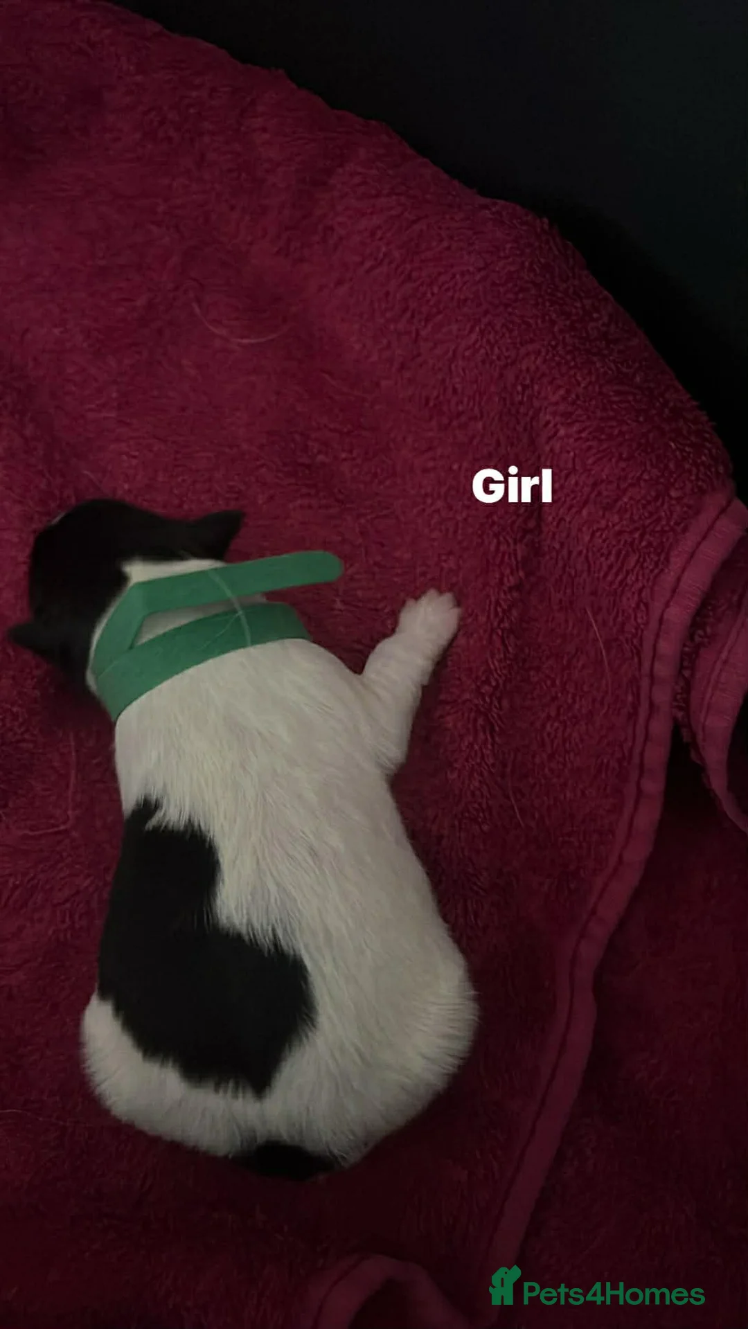 Border Collie dogs for sale: 6 beautiful Border Collie puppies for sale in Kingsbridge - Advert 2